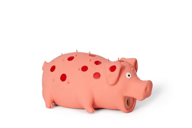 Grunting Pig